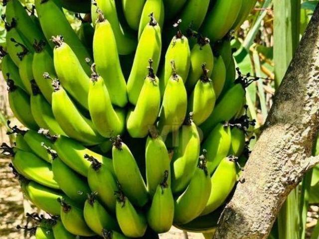 Chácara para venda em Pouso Alegre