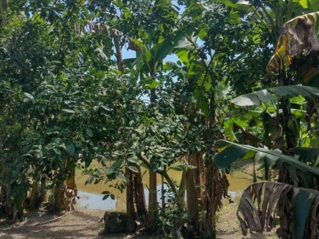 Chácara para venda em Rio Das Pedras de 1820.00m² com 2 Quartos