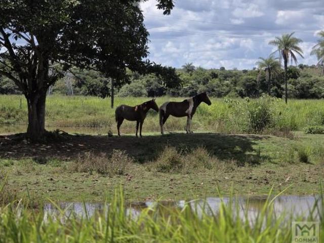 Chácara Zona Rural Planaltina 10 Hectares 2 Casas Principal e Caseiro Apenas 70 km Brasília