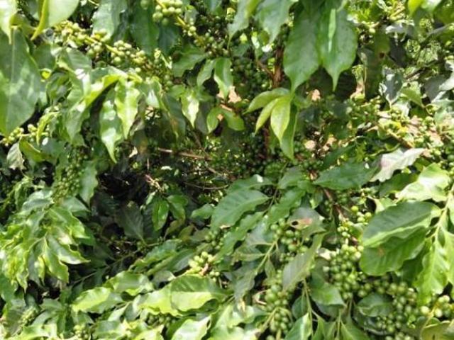 Fazenda
