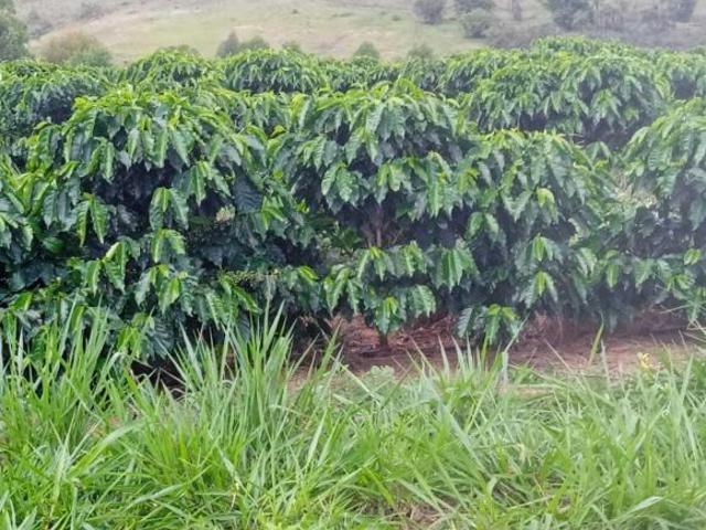 Fazenda
