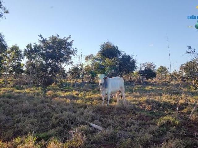 Chácara 13,3 ha X casa em Campo Grande Jaraguari, MS, Brasil