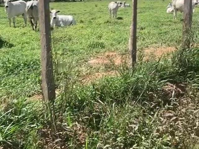 Fazenda