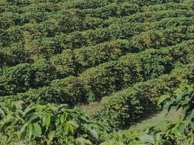 Fazenda