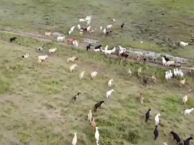 Fazenda
