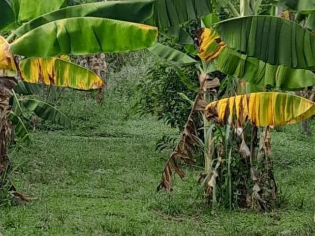 Chácaras/Imóveis Rurais RanchoSítio em Serra Azul