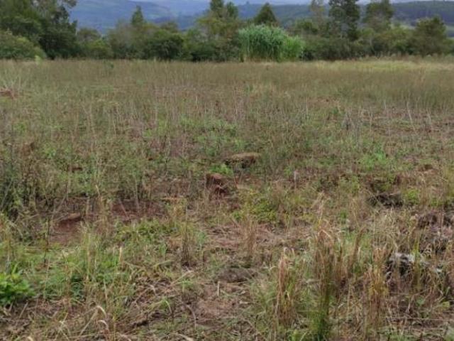 Chacrinha em Alto Ribeirão