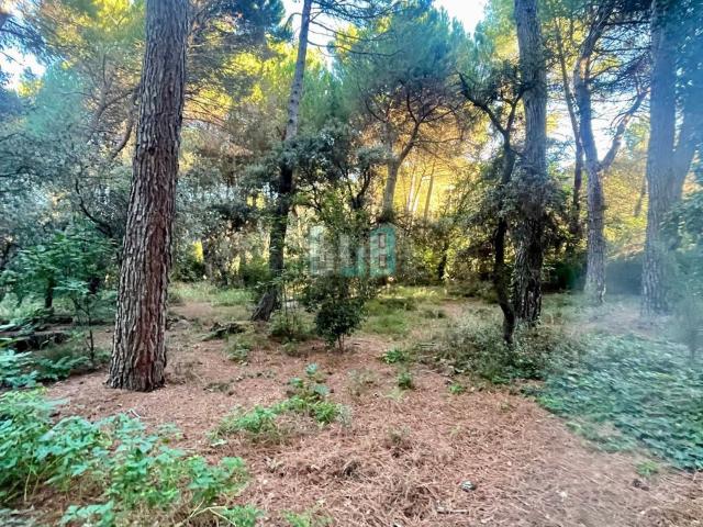 Chalet, Albacete