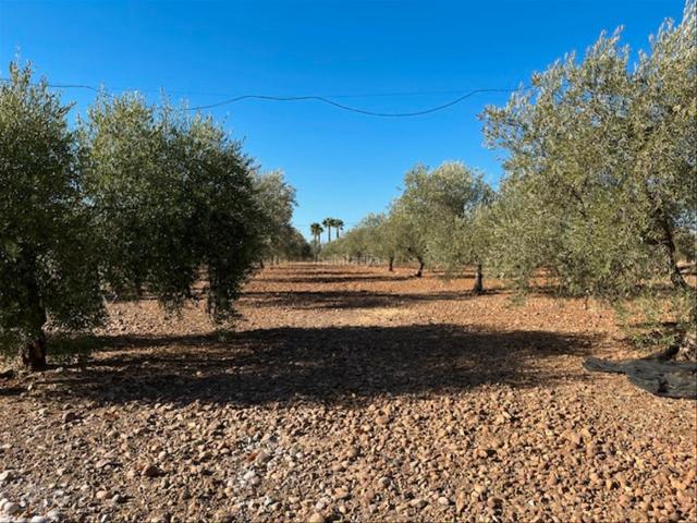 Chalet en venta en Carlota La. CASA DE CAMPO Y PARCELA AGRARIA EN LOS ALGARBES, LA CARLOTA. Chalets Carlota.