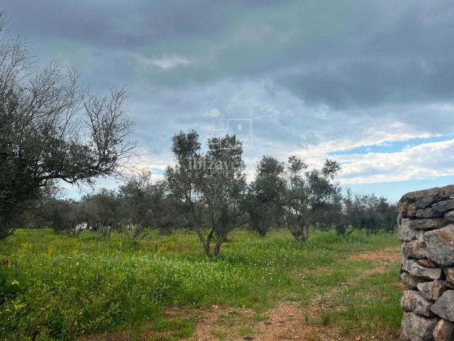 Chalet en venta en Baleares Sant Joan de Labritja. Estupenda finca payesa en San Lorenzo con 18.000 m2 de terreno. Chalets Sant Joan de.