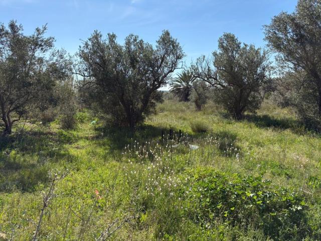 Chalet en venta en Elche Elx, El Altet. Se vende parcela de 3.000 metros cuadrados con una casaalmacén de 26 metros cuadrados junto a la Ronda Sur de El Altet!. Chalets Elche.
