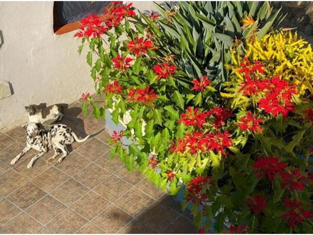 Chalet en Venta en Los Llanos de Aridane, Santa Cruz de Tenerife