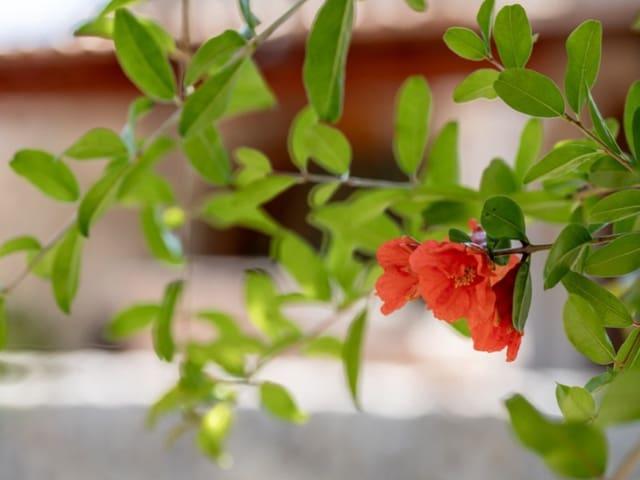 Chalet en venta en Galilea, Mallorca