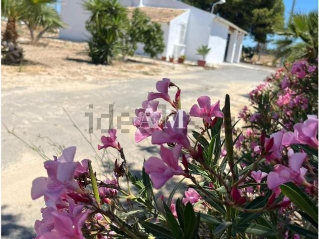 Chalet, Elche / Elx