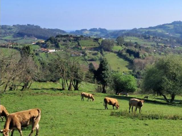 Chalet Venta Siero, Anes Samartindianes Samartino