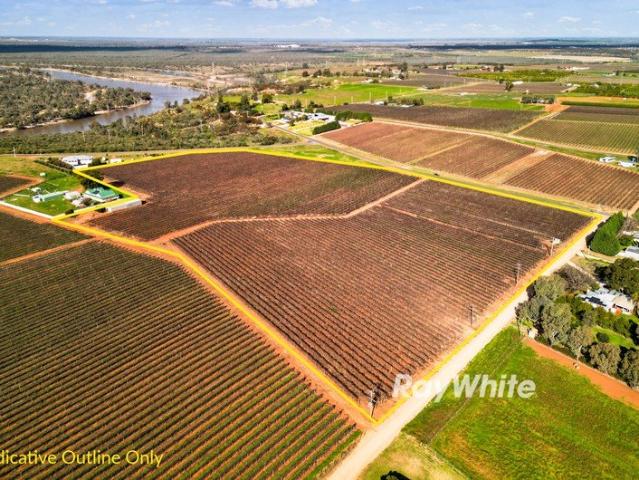 Chardonnay Vineyard with Shedding