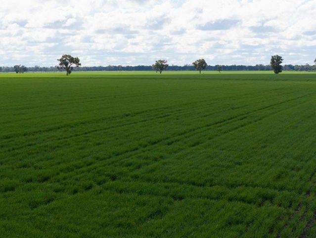 Cheecome Prime Cropping Opportunity East of Moree