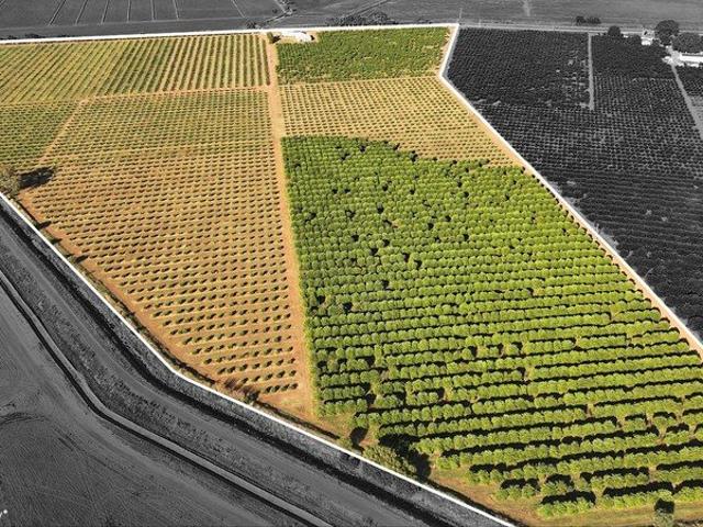 CITRUS FARM OFFERED WITH CROP AND MACHINERY
