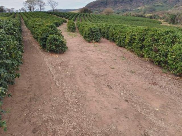 Com 120 mil pés de café mecanizados,toda infraestrutura