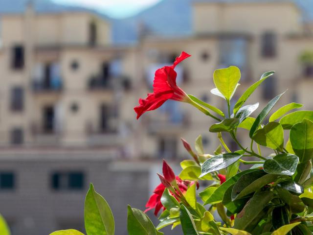 Comfortable apartment near Sorrento & transport