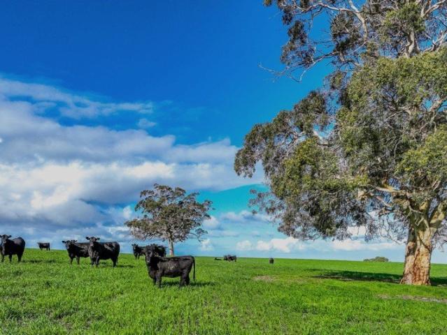 Cominella Hills Grazing