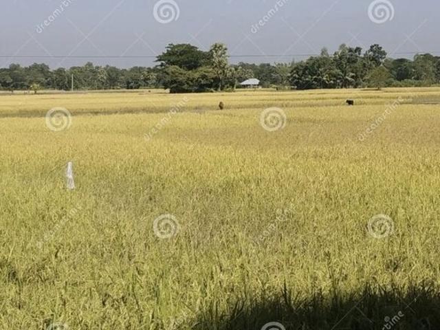Commercial Land 4800 Sq.Yd. In Adajan Surat Listing ID: #10235