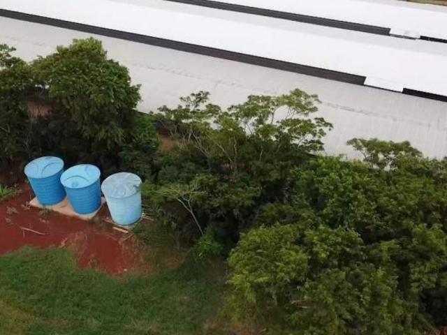 COMPRA, VENDE, AVIÁRIO, NOVO, MARECHAL CÂNDIDO RONDON, PR