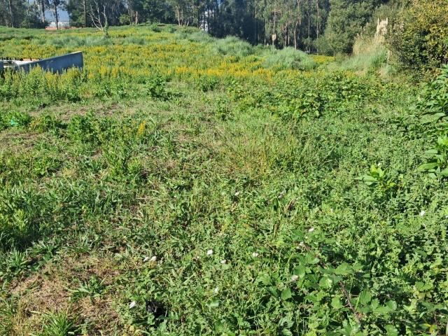 Comprar terreno em Oliveira de Azeméis