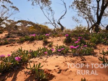 Monash, Berri Barmera, Loxton Waikerie, South Australia