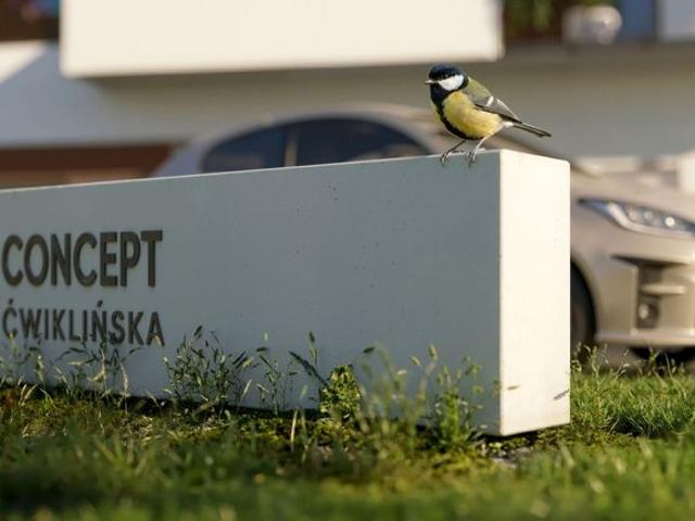 Concept Ćwiklińska