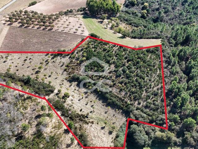 Conjunto de Terrenos com mais de 9h com Plantação de Castanheiros