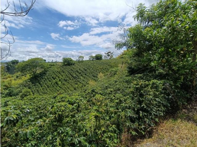Cortijo de alto standing de 166400 m2 en venta Montenegro, Colombia