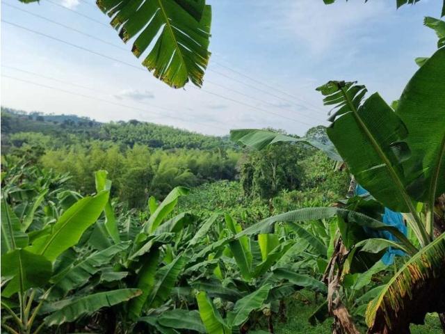 Cortijo de alto standing de 198400 m2 en venta Sevilla, Colombia