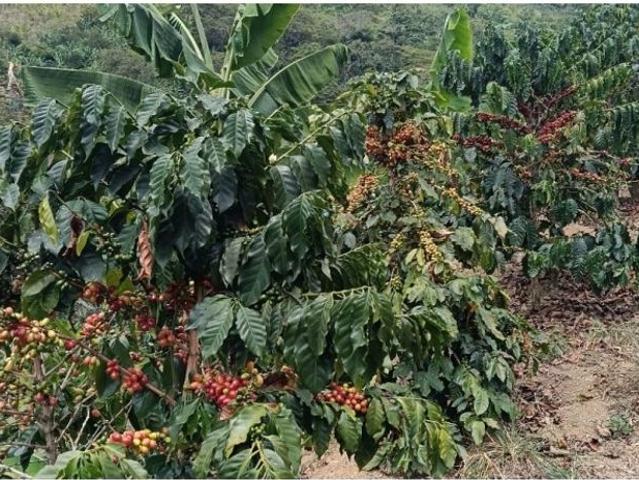 Cortijo de alto standing de 192000 m2 en venta Sevilla, Colombia