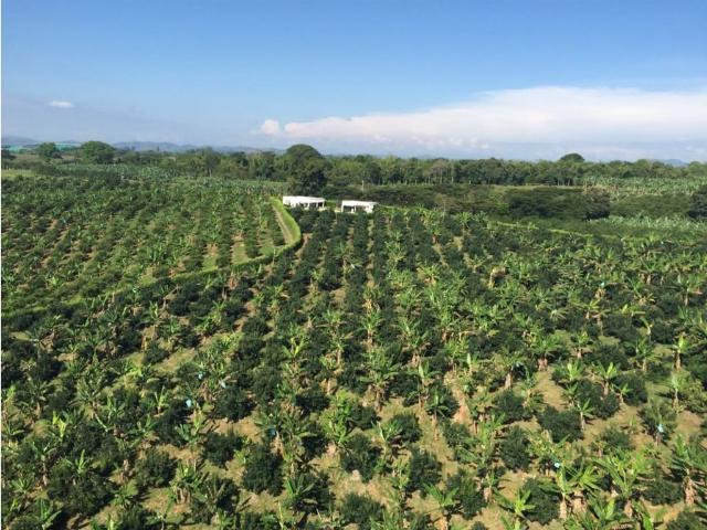 Cortijo de alto standing de 787200 m2 en venta Montenegro, Colombia