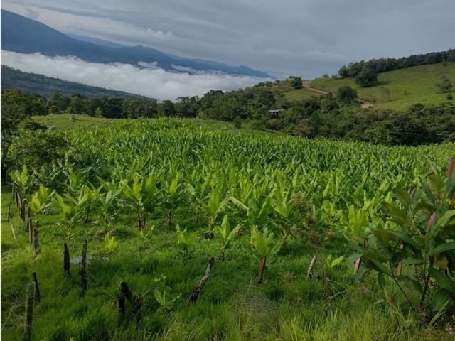 Cortijo de alto standing en venta Melgar, Colombia
