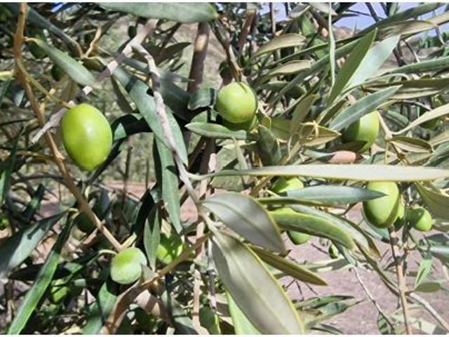 Cortijo en Venta en La Alameda, Málaga
