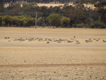 Katanning, Boyerine