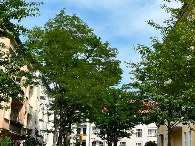 Cozy full renovated home in the hearth of Steglitz close to Schlossstrasse and with excellent connection to public service, Berlin Amsterdam Apartments for Rent