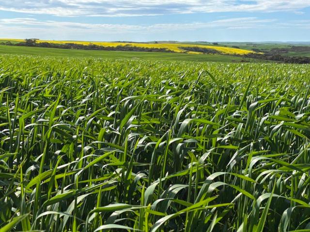 CRAIGMORE Continuous Cropping. Absolute Drought Proofer