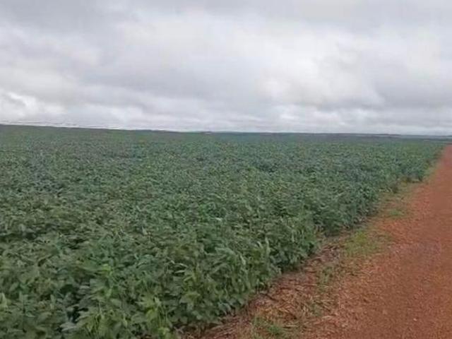 Cristalina GO 99 kms.de Brasília DF, na beira da BR 040 São 2.000 hectares