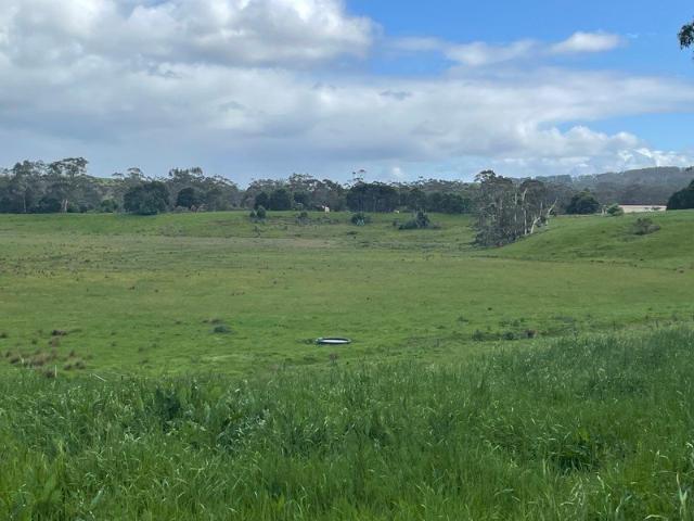 Dairy Out Paddock