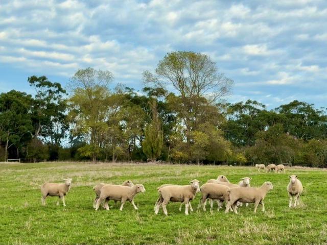 Dairy Outpaddock / Beef / Sheep