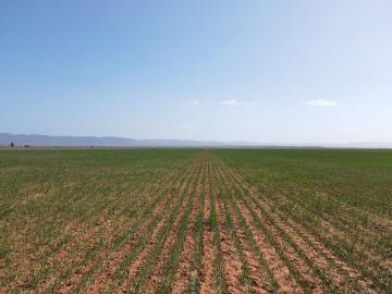 Willowie, Mount Remarkable, South Australia, South Australia