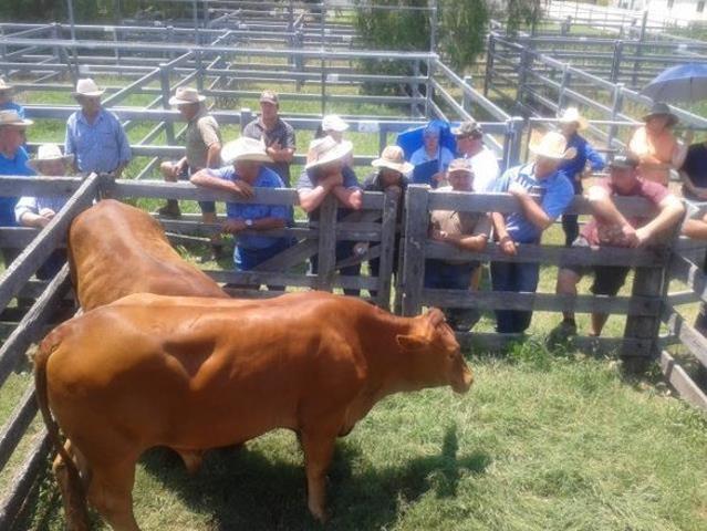 DENMAN CATTLE & SHEEP SALES