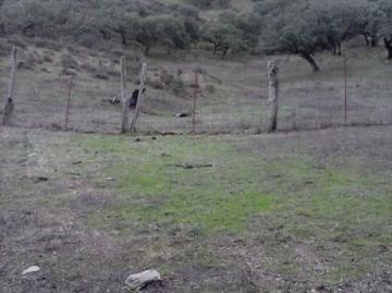 DEHESA 160 Has, GANADERA SIERRA DE HUELVA