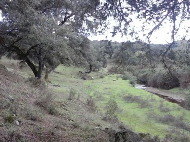 DEHESA 160 Has, GANADERA SIERRA DE HUELVA