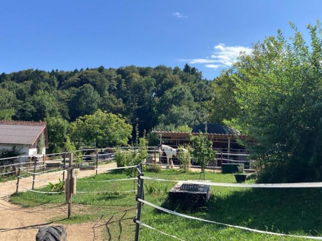Deine Tiere und Du im Vulkanland Steiermark bei Feldbach