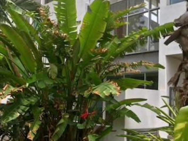 Departamento en renta Calle 3a 280, Fraccionamiento Campestre, Mérida, Yucatán, 97120, Mex