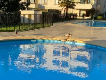 Apartamento en venta en Araucanía, Temuco - Cocina equipada